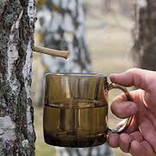 Da 'SanremoBio' ci si può purificare con la linfa: tutta la 'Linfa di Betulla' a prezzi promozionali