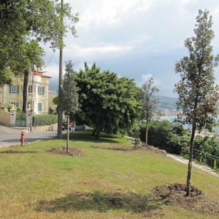 Sanremo: nuovi alberi di leccio alti 3 metri in zona 'Punta Belvedere' in frazione Bussana