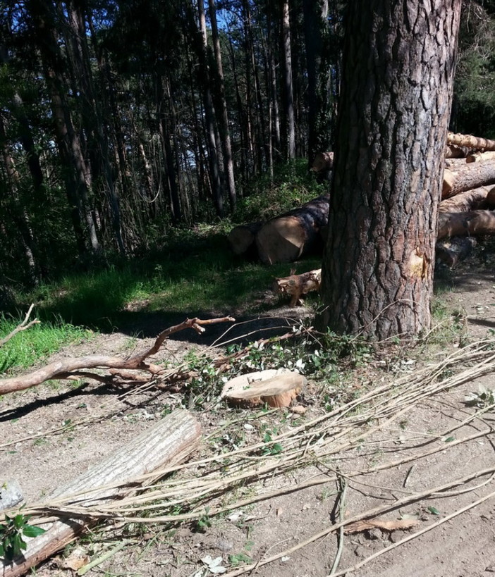 Bajardo: abbattuto un leccio nei pressi del campo sportivo, le lamentele di alcuni residenti