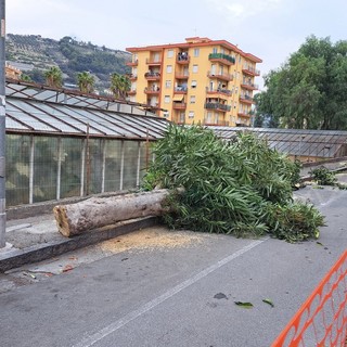 Vallecrosia: lavori in via Don Bosco, il consigliere Giovanna "Era necessario tagliare anche gli alberi?" (Foto)