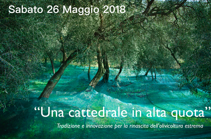 Dolcedo: sabato 26 maggio, giornata dal titolo 'Una Cattedrale in alta quota. Tradizione e innovazione per la rinascita dell’olivicoltura estrema' Dolcedo: sabato 26 maggio, giornata dal titolo 'Una Cattedrale in alta quota. Tradizione e innovazione per la rinascita dell’olivicoltura estrema'