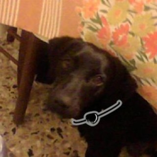 Sanremo: ritrovata dai padroni la cucciolotta Lola Sanremo: ritrovata dai padroni la cucciolotta Lola