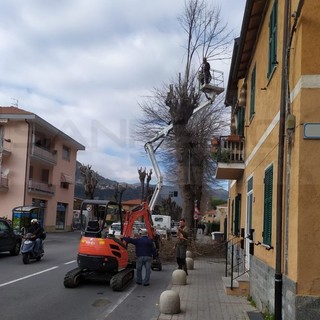 Ventimiglia: terminato lo sfalcio nella zona di Peglia e la potatura degli alberi a Roverino (Foto)