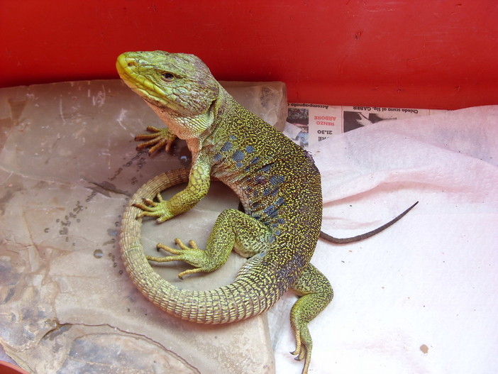Pompeiana: la lucertola 'ocellata' � tornata nel suo habitat