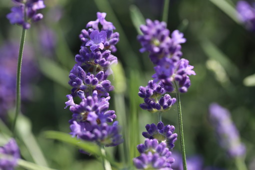 Dal domani a domenica ad Andora 'Azzurro pesce d’Autore' e a Diano Marina ad 'Aromatica': la Lavanda della Riviera dei Fiori sarà presente con i suoi prodotti