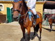 Il sanremese Lorenzo Rango vince la C130 al concorso internazionale di equitazione in corso al Solaro Il sanremese Lorenzo Rango vince la C130 al concorso internazionale di equitazione in corso al Solaro