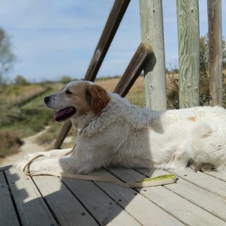 Glori, cagnolina si è smarrita: qualcuno l'ha vista?