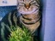 Arma di Taggia: smarrita alla foce dell'Argentina la gattina 'Lola', l'appello dei proprietari (Foto)