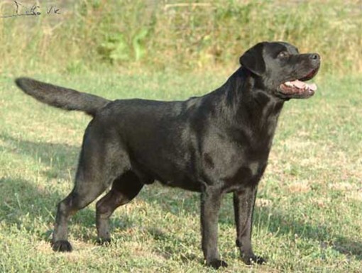 Riva Ligure: è stata ritrovata la proprietaria del labrador nero Riva Ligure: è stata ritrovata la proprietaria del labrador nero