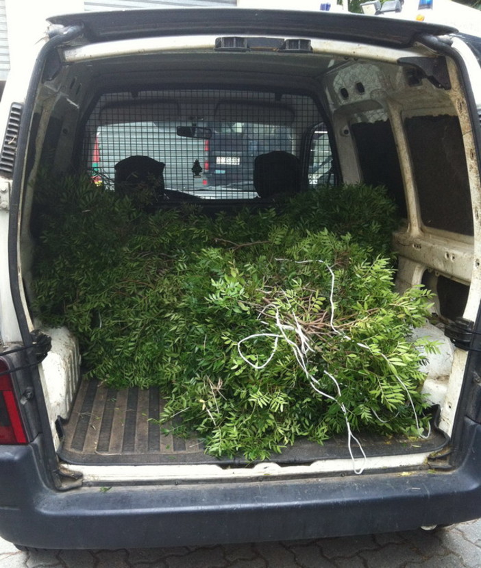 Imperia: due moldavi rubano il 'lentisco' da Capo Berta, arrestati dai Carabinieri del Radiomobile Imperia: due moldavi rubano il 'lentisco' da Capo Berta, arrestati dai Carabinieri del Radiomobile