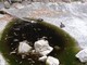 Sanremo: problema delle tartarughe a Villa Ormond, la risposta del servizio Beni Ambientali