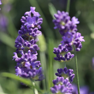 Dal domani a domenica ad Andora 'Azzurro pesce d’Autore' e a Diano Marina ad 'Aromatica': la Lavanda della Riviera dei Fiori sarà presente con i suoi prodotti