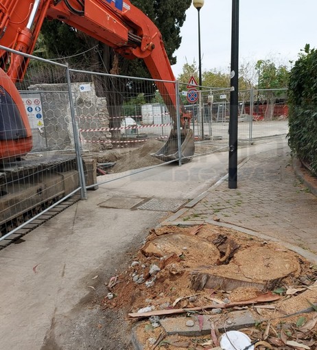 Sanremo: lavori e taglio degli eucaliptus in via Scoglio, nuovo intervento del locale comitato 'Pat' (Foto)