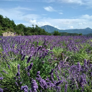 Oggi alla 'Cooperativa Agricola Andorese' la riunione dell’Associazione Produttori Lavanda della Riviera dei Fiori