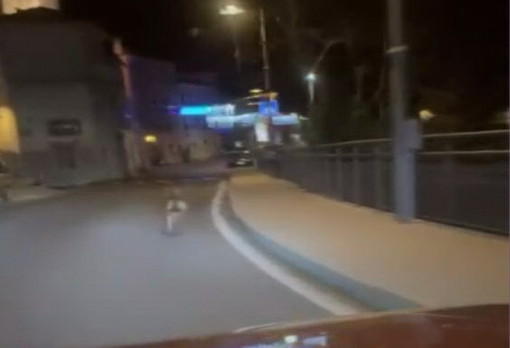 Allarme lupi anche a Badalucco: esemplari avvistati nel centro, tra le strade e vicino a case e orti (Video) Allarme lupi anche a Badalucco: esemplari avvistati nel centro, tra le strade e vicino a case e orti (Video)