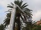 Bordighera: domenica 23 ottobre all'Oratorio San Bartolomeo conferenza sulle palme