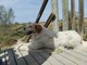 Glori, cagnolina si è smarrita: qualcuno l'ha vista? Glori, cagnolina si è smarrita: qualcuno l'ha vista?