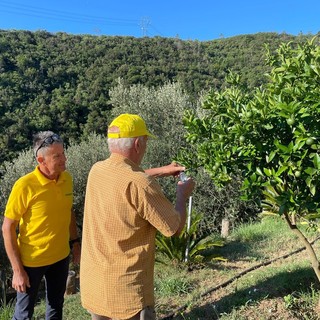 Cimice asiatica, al via in Liguria i primi lanci di insetti autoctoni per la lotta biologica Cimice asiatica, al via in Liguria i primi lanci di insetti autoctoni per la lotta biologica