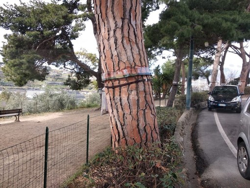 Sanremo: partita in tutta la città la sistemazione delle trappole per la processionaria, abbattuti alcuni nidi (Foto)