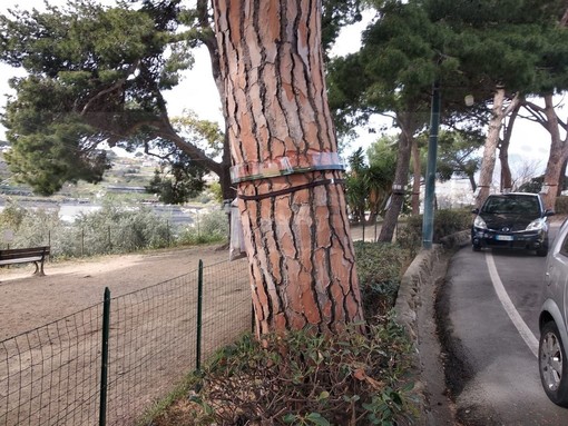 Sanremo: partita in tutta la città la sistemazione delle trappole per la processionaria, abbattuti alcuni nidi (Foto) Sanremo: partita in tutta la città la sistemazione delle trappole per la processionaria, abbattuti alcuni nidi (Foto)