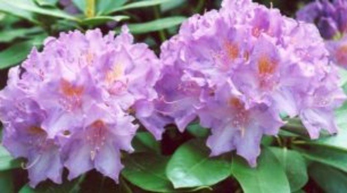 Auguri Mamma con la Lavanda della Riviera dei Fiori al Baby Care di Cascina Triulza (EXPO di Milano)
