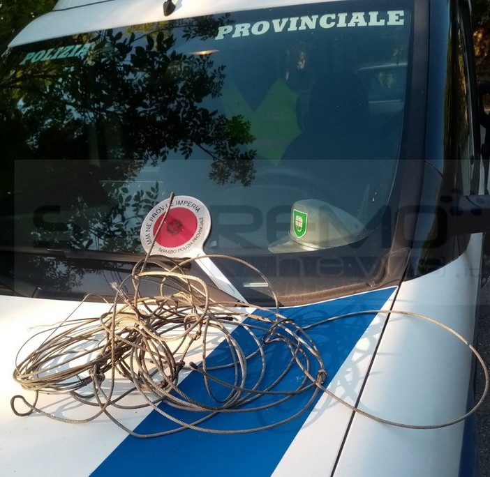 'Lacci' in acciaio dei bracconieri tra Apricale e Bajardo scoperti dalla Polizia Provinciale nei boschi (Foto) 'Lacci' in acciaio dei bracconieri tra Apricale e Bajardo scoperti dalla Polizia Provinciale nei boschi (Foto)