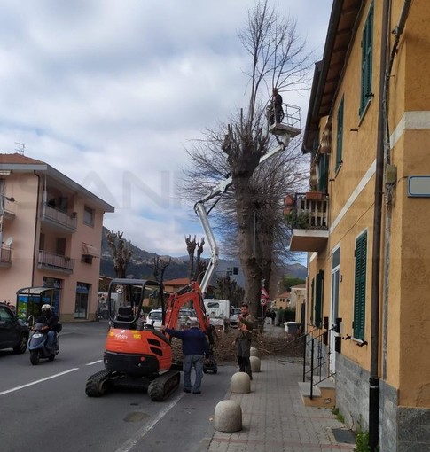 Ventimiglia: terminato lo sfalcio nella zona di Peglia e la potatura degli alberi a Roverino (Foto)