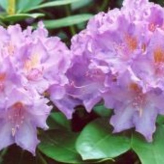 Nasce 'APS Ospitalità Territorio Lavanda Riviera dei Fiori': affiancherà la APS Produttori Territorio Lavanda