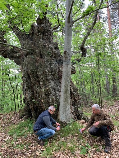 Ceriana: inseriti questa mattina nei boschi di castagno gli insetti per combattere naturalmente il 'Cinipide Galligeno' che rischia di distruggerli (Foto)