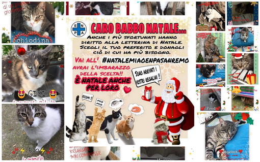 Sanremo: anche i gattini ospitati al rifugio Enpa scrivono la loro 'letterina' a Babbo Natale (Foto)
