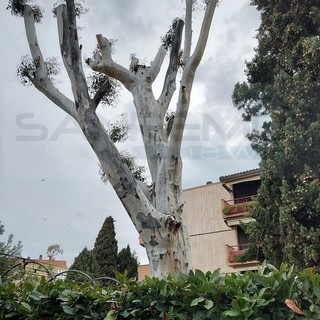 Sanremo: eucaliptus potato in via Scoglio, Senese &quot;L'intervento sul mio è servito a salvarlo!&quot;