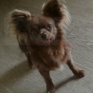 Sanremo: smarrito ieri sera verso le 19 nella zona di via D'Annunzio 'Lord', il cane ‘Chiuahua’ della foto Sanremo: smarrito ieri sera verso le 19 nella zona di via D'Annunzio 'Lord', il cane ‘Chiuahua’ della foto