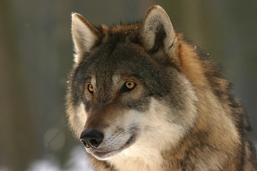 La Regione Liguria vuole procedere con l’abbattimento dei lupi, ma sarà davvero l’approccio giusto?