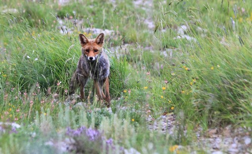 Imperia, nuova sfida per il fotografo Paolo Rossi: viaggio nell' Appennino ligure-piemontese con 'Sopravvissuti all'Homo Sapiens' Imperia, nuova sfida per il fotografo Paolo Rossi: viaggio nell' Appennino ligure-piemontese con 'Sopravvissuti all'Homo Sapiens'