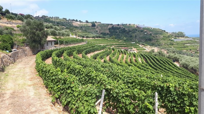 Vini liguri: per l’Azienda Agricola Lombardi la produzione inizia dall’amore per il vigneto e dalla sua storia