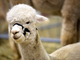 Petsfestival 2023 presenta l’international ‘Llama & Alpaca Show’: nel weekend a Cremona Petsfestival 2023 presenta l’international ‘Llama & Alpaca Show’: nel weekend a Cremona