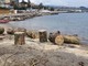 Sanremo: ieri lo 'spiaggiamento' di un tronco da 20 metri al 'Lido Foce', chi vuole può andare a prendersi la legna