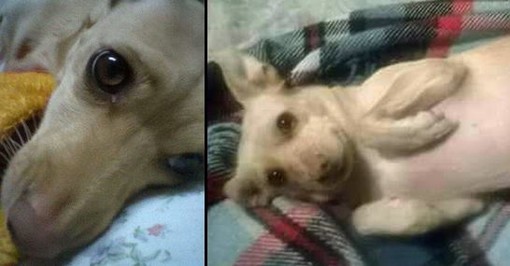 Imperia: domenica prossima un corteo per la barbara uccisione della cagnolina Lola a Borghetto d'Arroscia