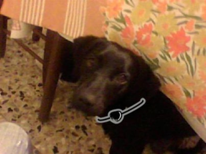Sanremo: ritrovata dai padroni la cucciolotta Lola