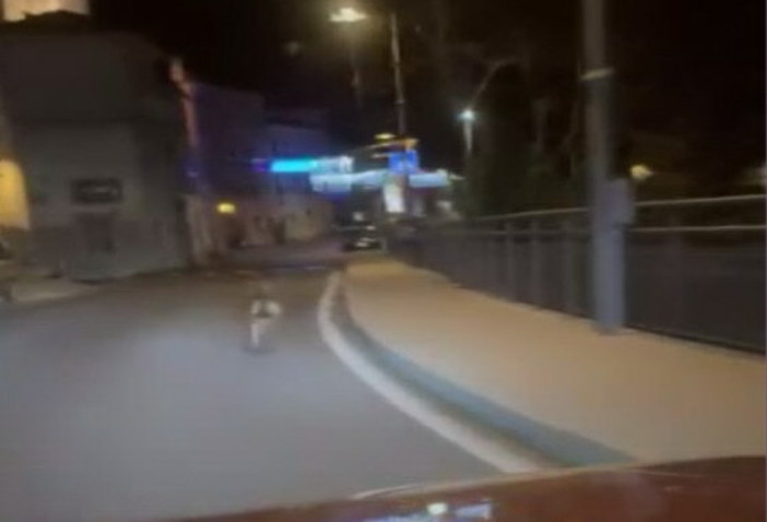 Allarme lupi anche a Badalucco: esemplari avvistati nel centro, tra le strade e vicino a case e orti (Video)