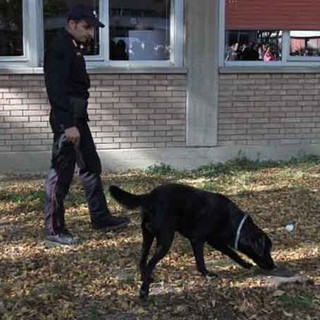 Ventimiglia: con il Labrador 'Joy' controlli dei Carabinieri antidroga all'istituto 'Enrico Fermi' di via Roma
