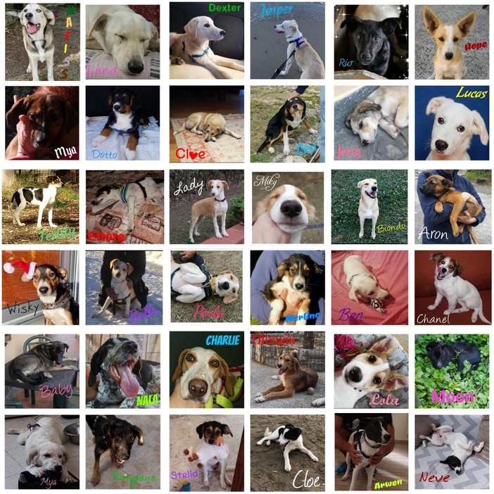 Tantissimi cani hanno trovato casa grazie a 'Quattrozampe': i ringraziamenti de 'La Zampa sul Cuore' Tantissimi cani hanno trovato casa grazie a 'Quattrozampe': i ringraziamenti de 'La Zampa sul Cuore'