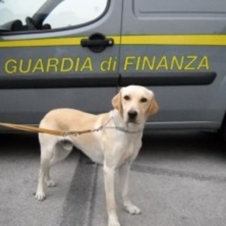 Ventimiglia: un Labrador che fiuta il denaro a disposizione della Guardia di Finanza Ventimiglia: un Labrador che fiuta il denaro a disposizione della Guardia di Finanza