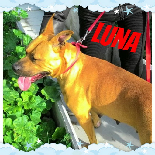 Enpa di Sanremo: Luna è in cerca di una nuova casa