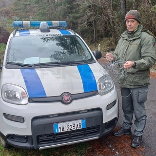 Lacci per caprioli tra Bajardo e Berzi: trappole dei bracconieri, pericolo mortale per cani e persone sui sentieri