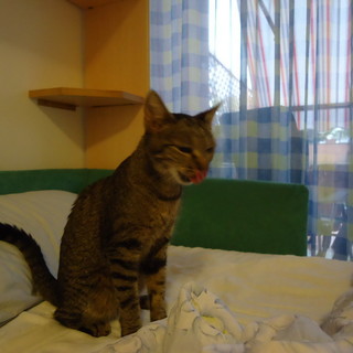 Sanremo: smarrita gattina in via Padre Semeria, l'appello dei proprietari per ritrovarla