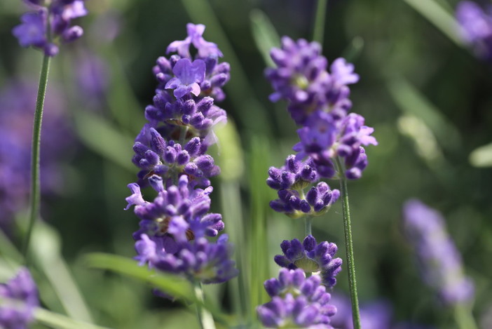 Dal domani a domenica ad Andora 'Azzurro pesce d’Autore' e a Diano Marina ad 'Aromatica': la Lavanda della Riviera dei Fiori sarà presente con i suoi prodotti