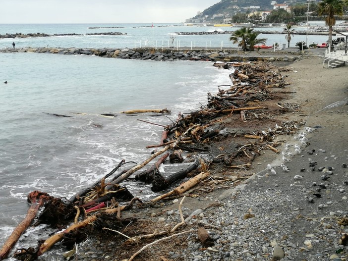 La legna portata dal mare sulle spiagge di Sanremo La legna portata dal mare sulle spiagge di Sanremo