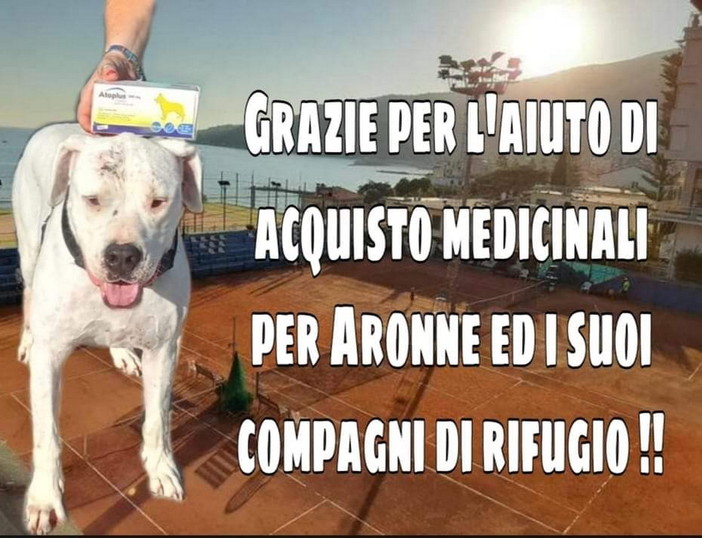 Ospedaletti: serata a favore dell'Enpa di Sanremo domenica prossima durante la premiazione del torneo 'Giallissimo'