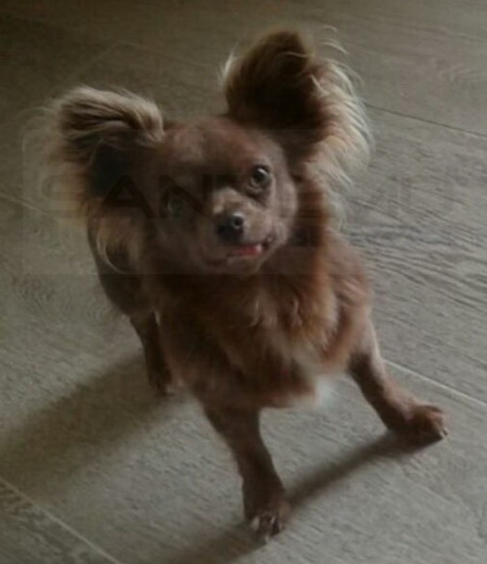 Sanremo: smarrito ieri sera verso le 19 nella zona di via D'Annunzio 'Lord', il cane ‘Chiuahua’ della foto